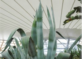 agave-americana-amerikanische-agave (1)